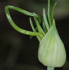Allium canadense canadense