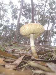Fungi