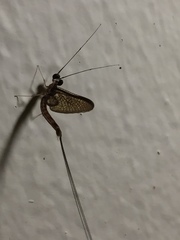 Ephemeroptera
