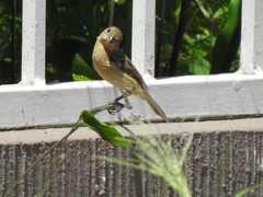 Sporophila torqueola