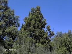 Laurelia sempervirens