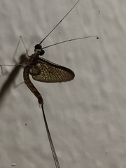 Ephemeroptera