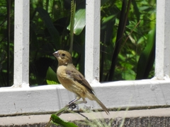 Sporophila torqueola