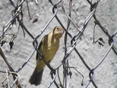 Sporophila torqueola