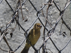 Sporophila torqueola