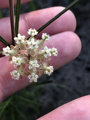 Asclepias verticillata image