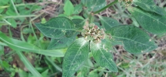 Euphorbia heterophylla