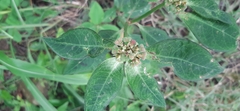 Euphorbia heterophylla