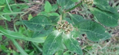Euphorbia heterophylla