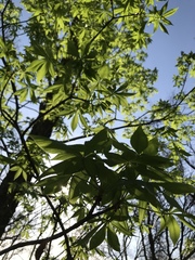 Aesculus glabra arguta