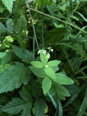 Galium oreganum