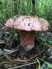 Boletus michoacanus