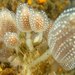 Sycozoa sigillinoides - Photo (c) Shaun Lee, algunos derechos reservados (CC BY), uploaded by Shaun Lee