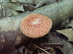 Bresadolia craterella