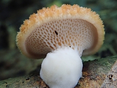 Bresadolia craterella