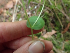 Prosartes hookeri
