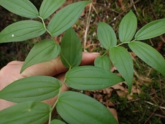 Prosartes hookeri