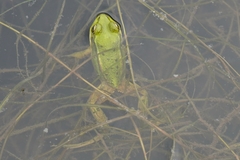 Pelophylax chosenicus