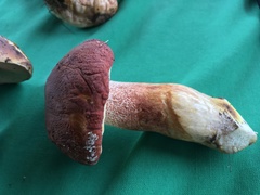 Boletus rubriceps