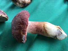Boletus rubriceps