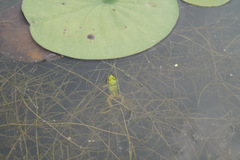Pelophylax chosenicus