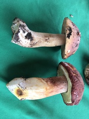 Boletus rubriceps