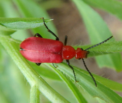Rhyphonemognatha rufa