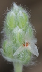 Plantago patagonica