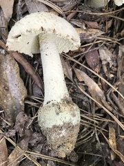Amanita pelioma