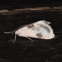 Cliniodes ostreonalis
