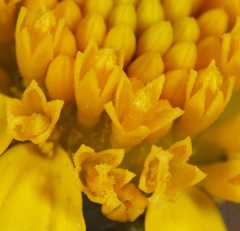 Amblyolepis setigera