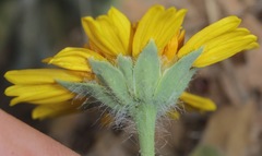 Amblyolepis setigera