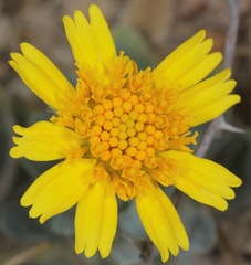 Amblyolepis setigera