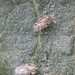 photo of Morrill Lace Bug (Corythucha morrilli)