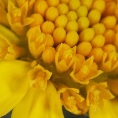 Amblyolepis setigera