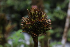 Guzmania triangularis