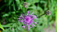 Centaurea scabiosa