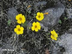 Oxalis perdicaria