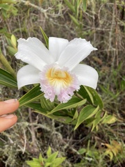 Sobralia powellii