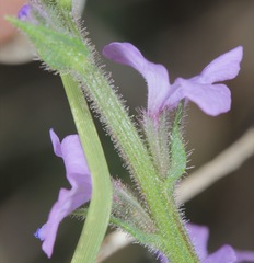 Verbena plicata