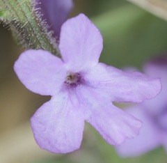 Verbena plicata