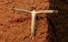 Lioptilodes albistriolatus