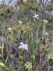 Sobralia powellii