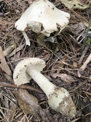 Amanita pelioma