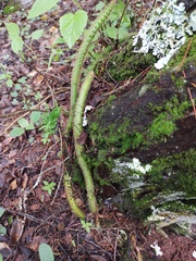 Aporocactus flagelliformis