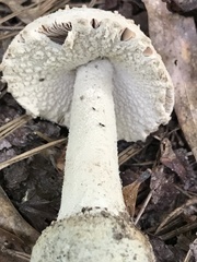 Amanita pelioma