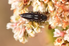 Agrilus blandus