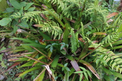 Guzmania triangularis