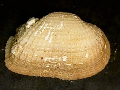 Arcopsis adamsi