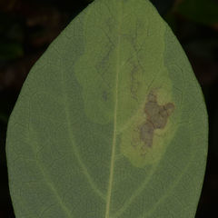 Leucanthiza dircella